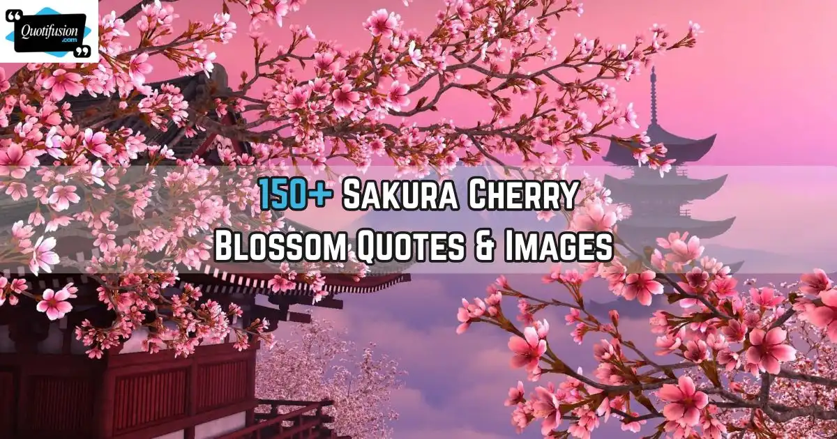 150+ Sakura Cherry Blossom Quotes About Life, Hope & Renewal